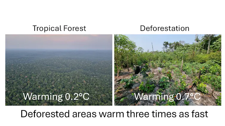 Infographic showing difference in temperature in tropical forest with deforestation, and where there hasn't been, based on author's research.