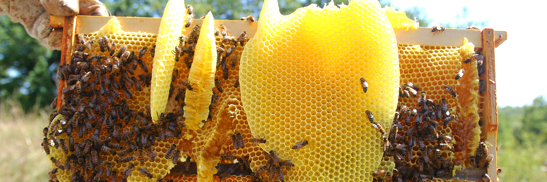 Titre contamination chimique cires d'abeilles