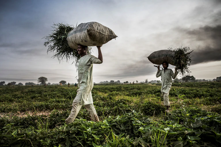 A man and a boy in a field, carrying loads of plant material on their heads