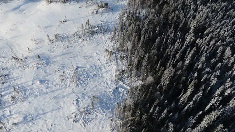 Una nueva investigación muestra cómo los bosques pueden prevenir inundaciones de todos los tamaños 2 file 20260323 57 ik1l9z.png?ixlib=rb 4.1