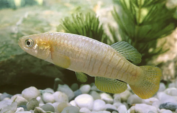 samaruc (Valencia hispanica)
