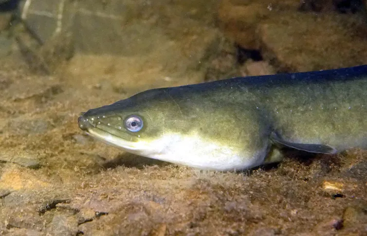 anguila europea (Anguilla anguilla)