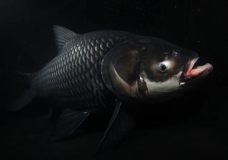 Um peixe enorme debaixo d'água, iluminado por luzes de estúdio.