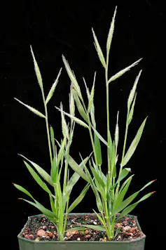 a small green plant in a pot