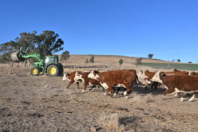 Cows and a tractor outside on a farm