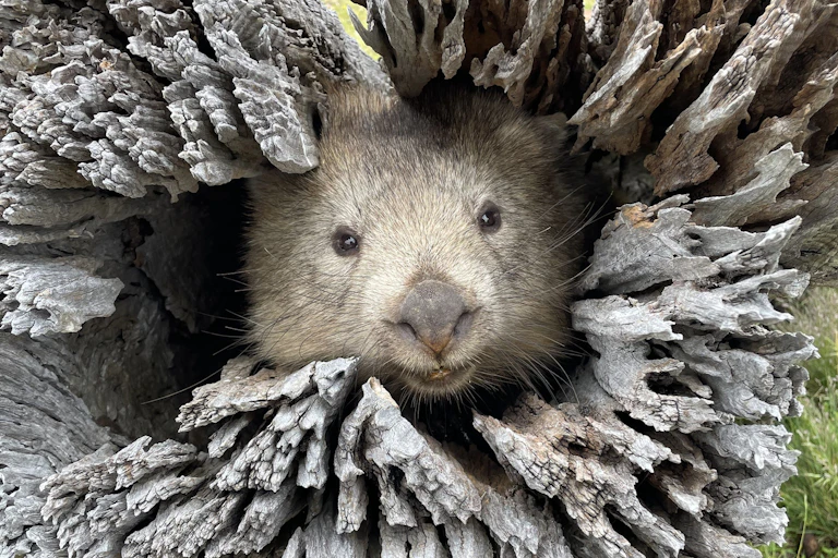 A wombat in a tree hollow.