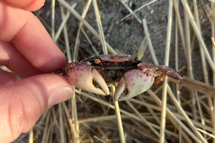Person's hand holding a small pinkish crab.