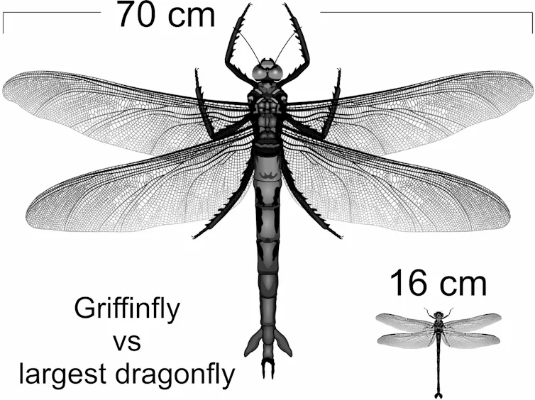Dragonfly Size Giant dragonflies once roamed Earth’s skies. New research upends the ...
