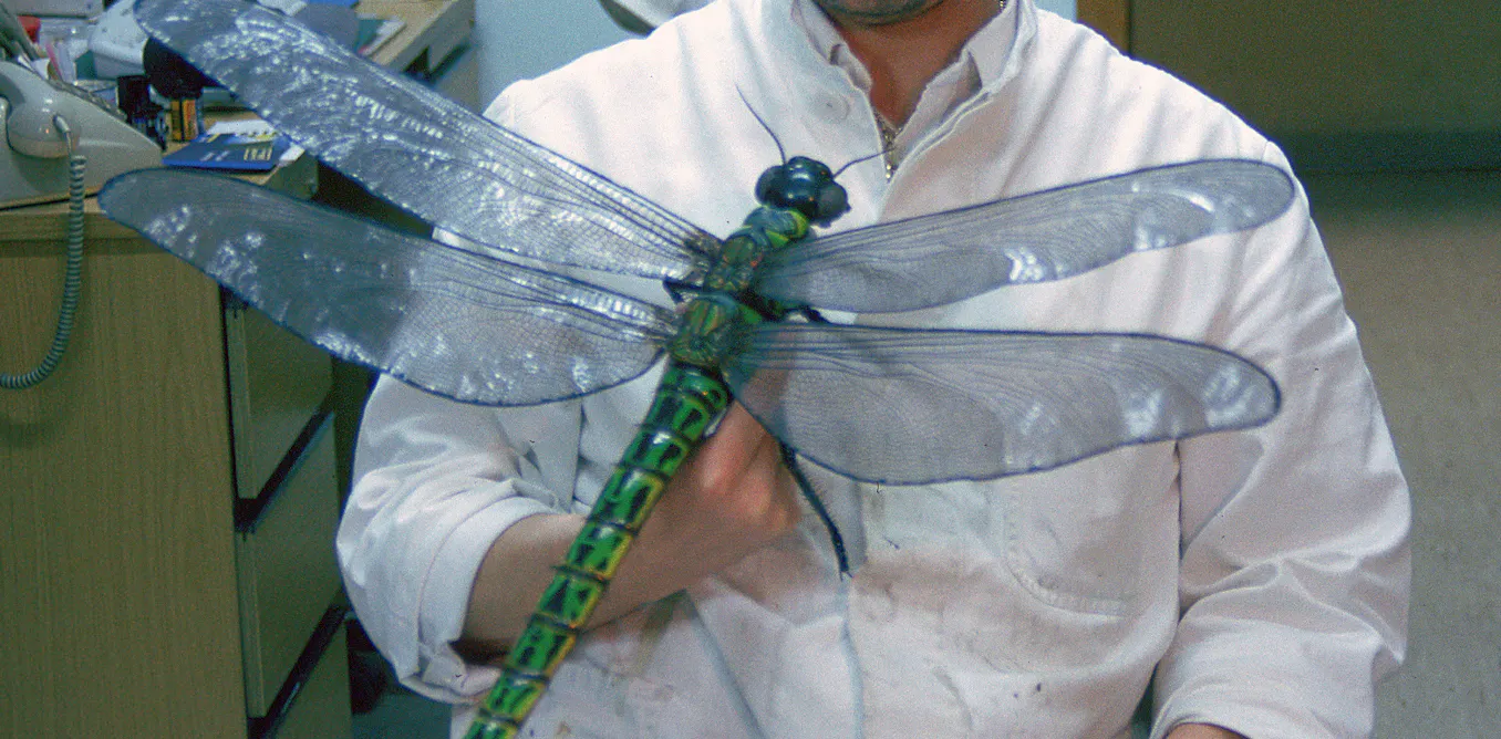 Photo: theconversation.com What the Fossil Record Reveals About Griffinflies’ Rise and Fall