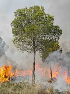 Fuego en un entorno con pastos secos y pinos