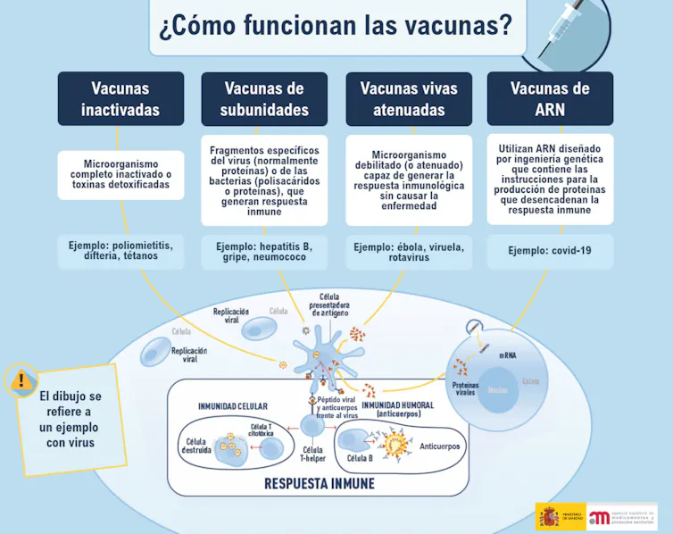 Esquema tipo de vacunas