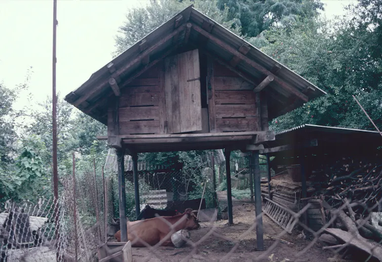 A wooden hut in a forested countryside.