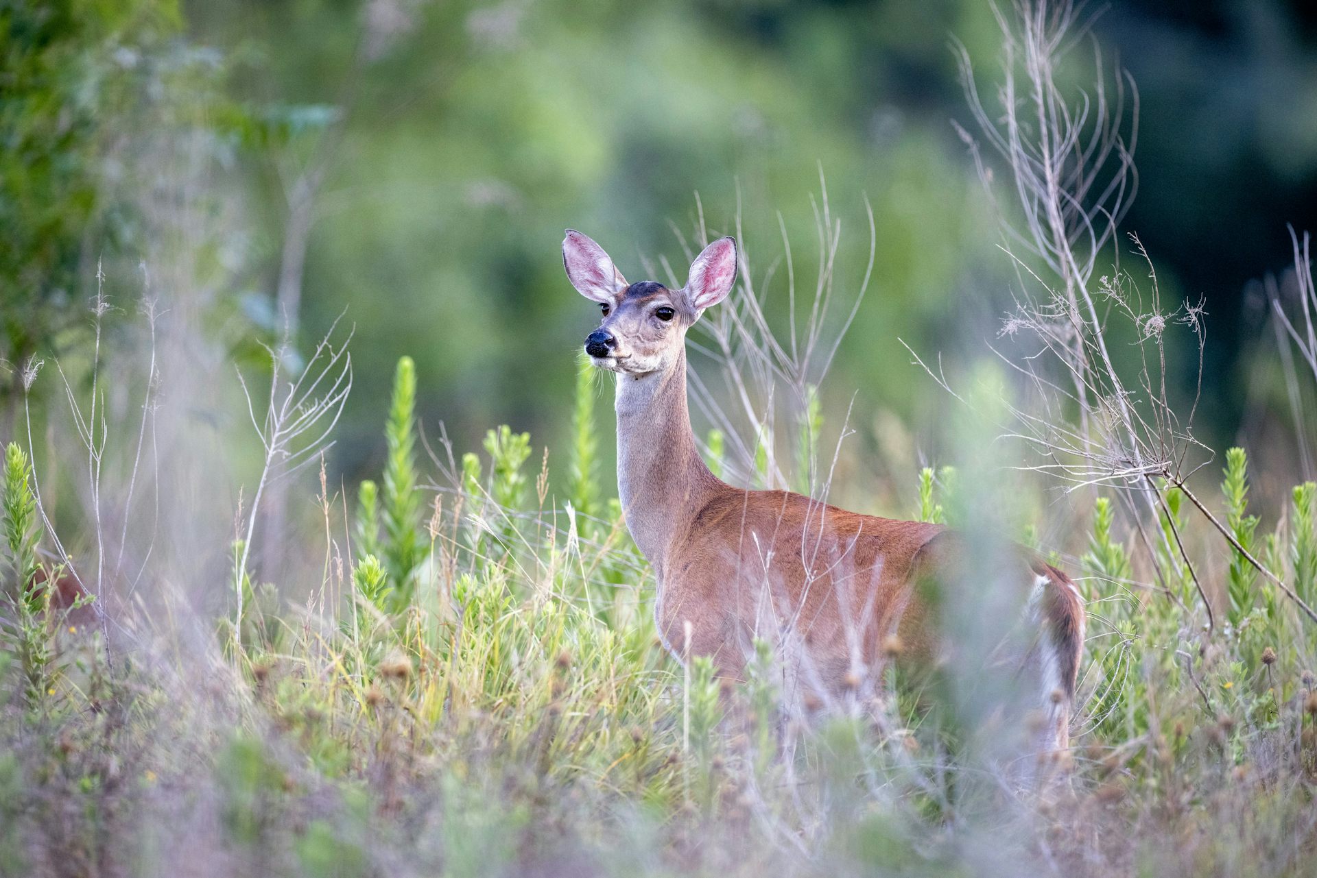 A deer watches for danger