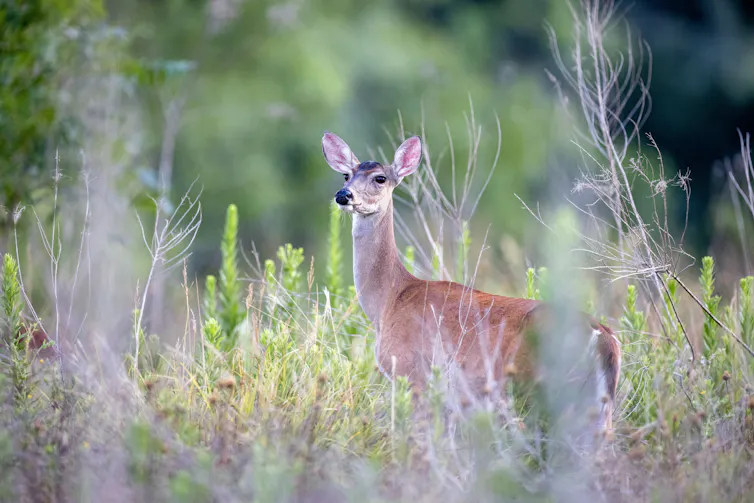 A deer watches for danger