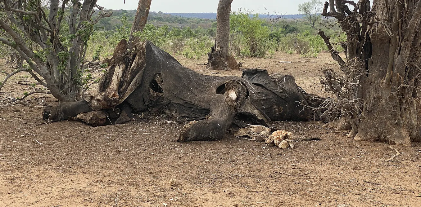 fossil find in Tanzania shows oldest signs of butchering these giant mammals fossil find in Tanzania shows oldest signs of butchering these giant mammals