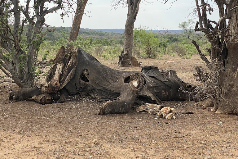Skin and bones on the ground under trees