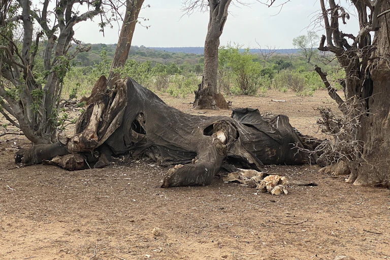 Skin and bones on the ground under trees