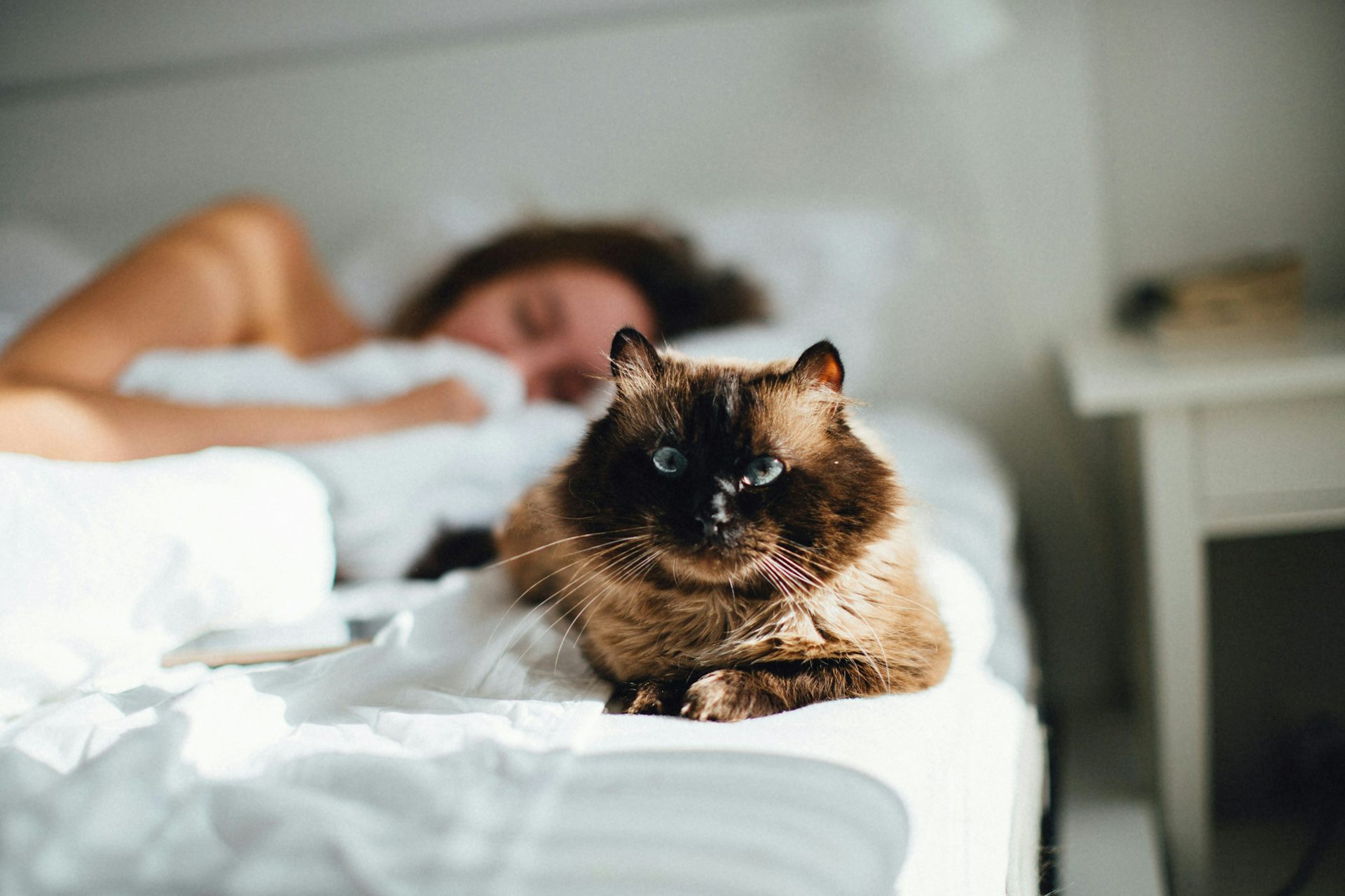Un gato sentado en una cama con una mujer.