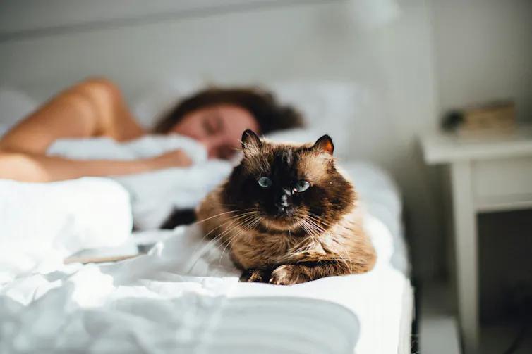 Un gato sentado en una cama con una mujer.