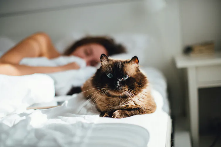 Un chat assis sur un lit avec une femme