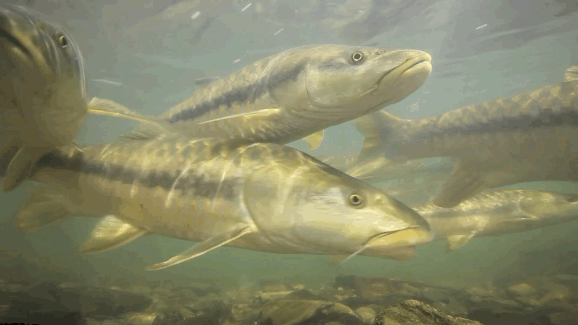 Peixes nadam em um rio