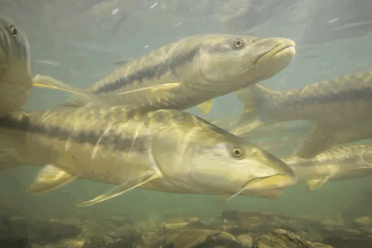 Peixes nadam em um rio