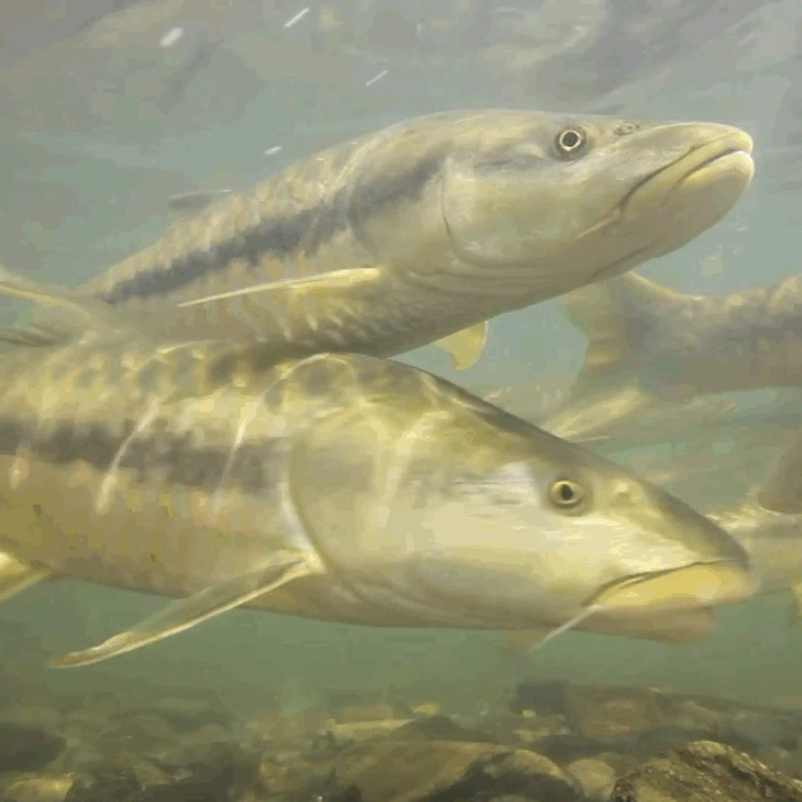 Peixes nadam em um rio