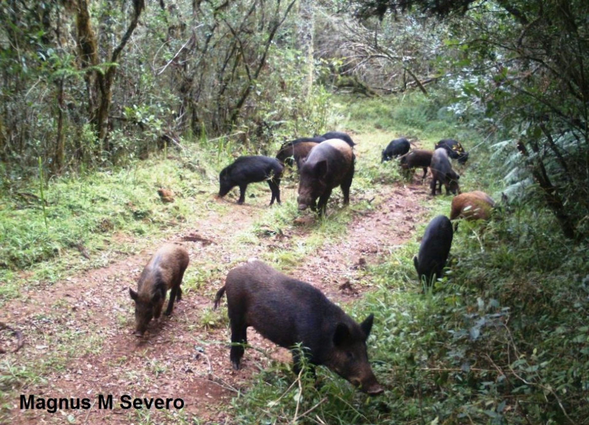 Foto mostra javalis em uma estrada de terra, se alimentando da vegetação ao redor