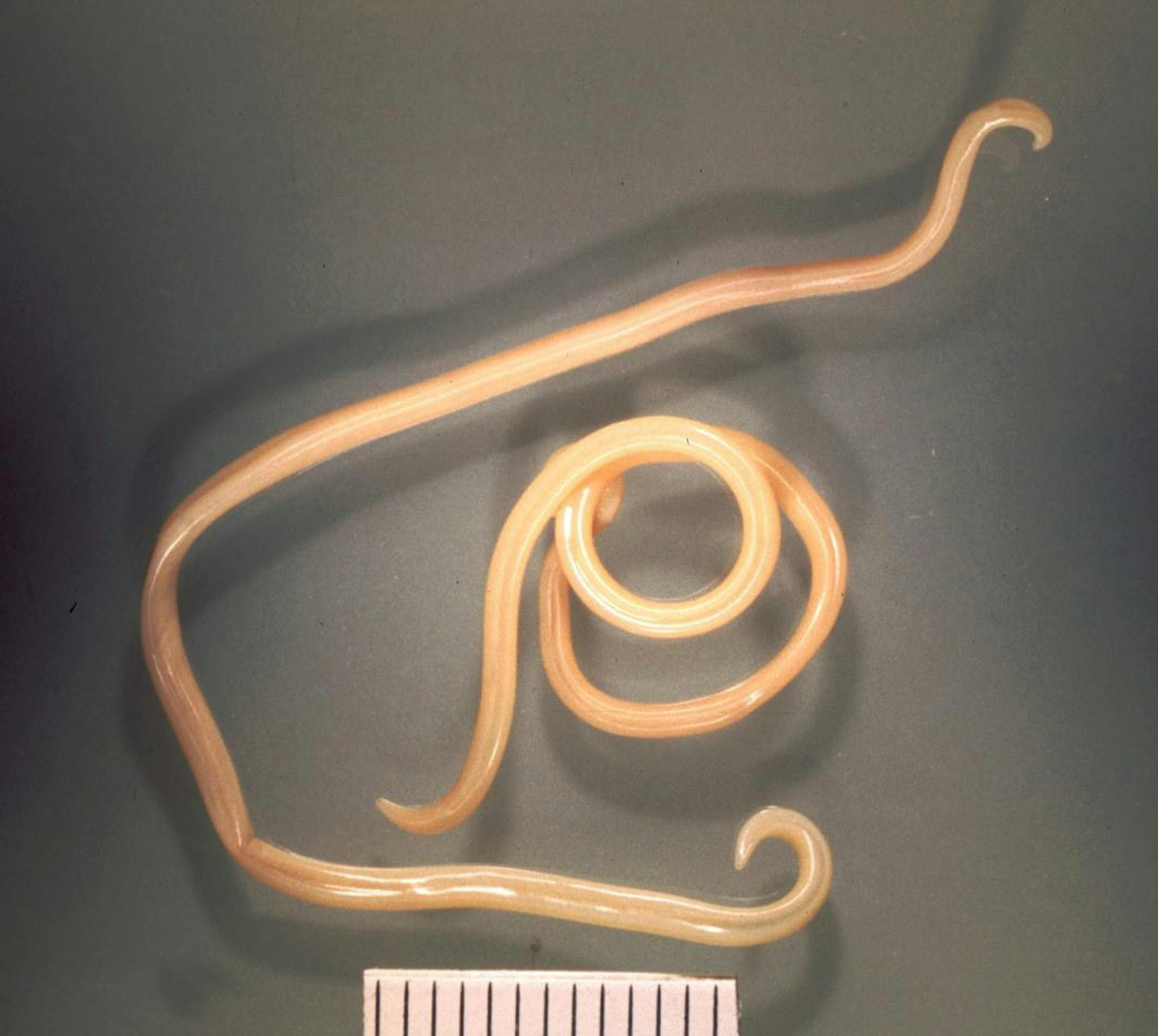 Close-up of two roundworm parasites which look like long, pale worms.