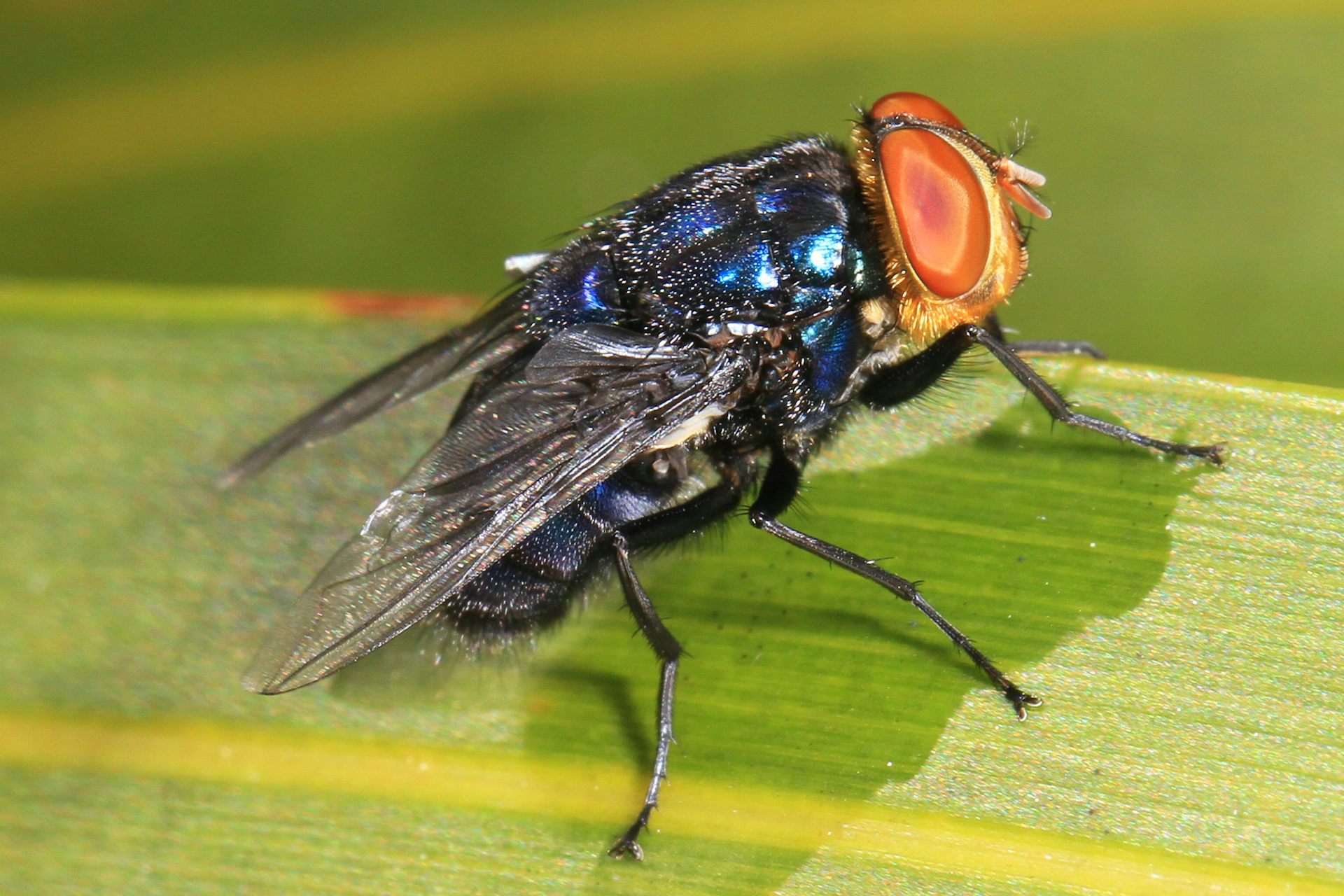 A flesh-eating fly is advancing towards the US border – can it be stopped?