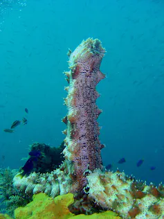 Regeneración, metamorfosis, diversidad y adaptación: el secreto de los equinodermos 1 file 20260325 57 u3izb4.jpg?ixlib=rb 4.1