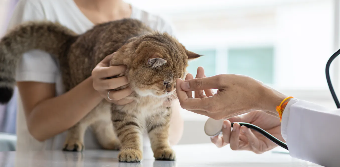 High vet bills have eroded pet-owners’ trust – but vets aren’t getting rich from their fees High vet bills have eroded pet-owners’ trust – but vets aren’t getting rich from their fees