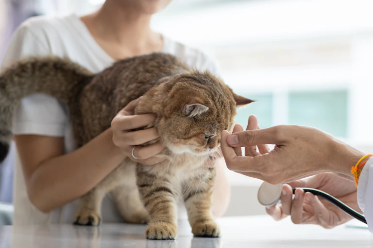 ginger striped cat on a table being checked over by a vet.