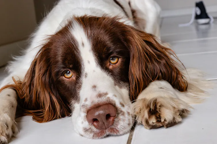 springer spaniel lying on a tiled floor