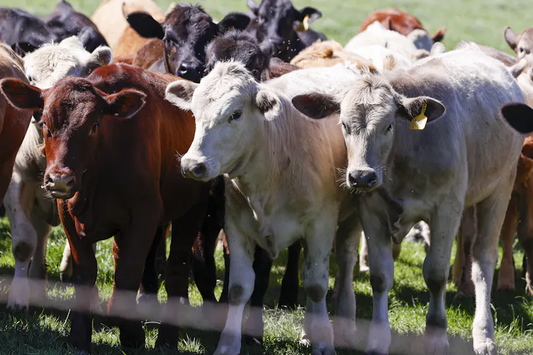Una mosca carnívora avanza hacia la frontera con Estados Unidos. ¿Se puede detenerla? 2 Ganado en una granja en Austin, Texas.