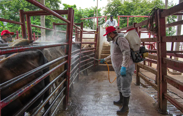 Los trabajadores desinfectan el ganado en un rancho en Hermosillo, México, en medio de un brote de gusanos en curso. Los ganaderos utilizan una variedad de desinfectantes, pesticidas y otros tratamientos para controlar parásitos e infecciones.