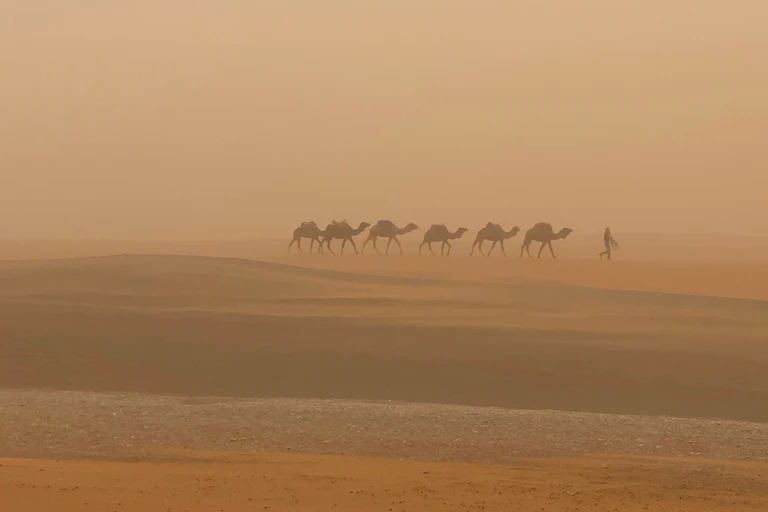 camels walk through dust storm in Sahara