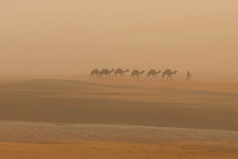 camels walk through dust storm in Sahara