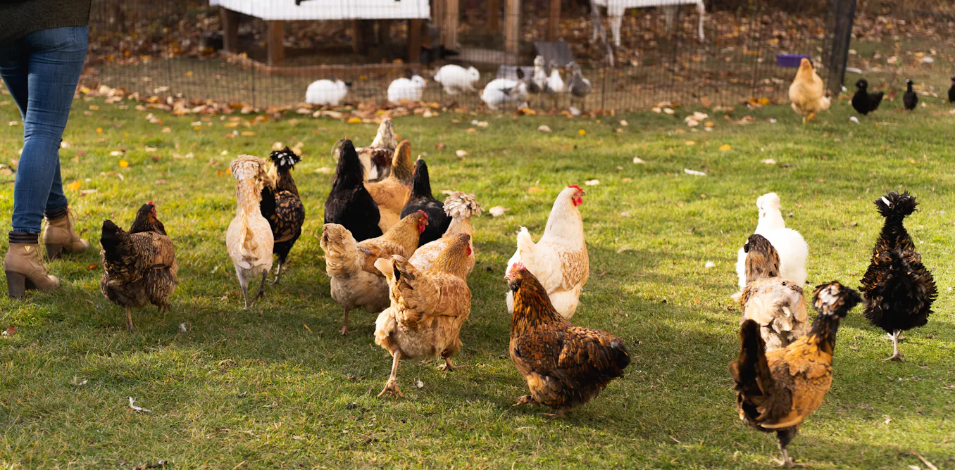 Grippe aviaire et autres zoonoses : une prévention plus durable grâce à l’agroécologie ? Grippe aviaire et autres zoonoses : une prévention plus durable grâce à l’agroécologie ?