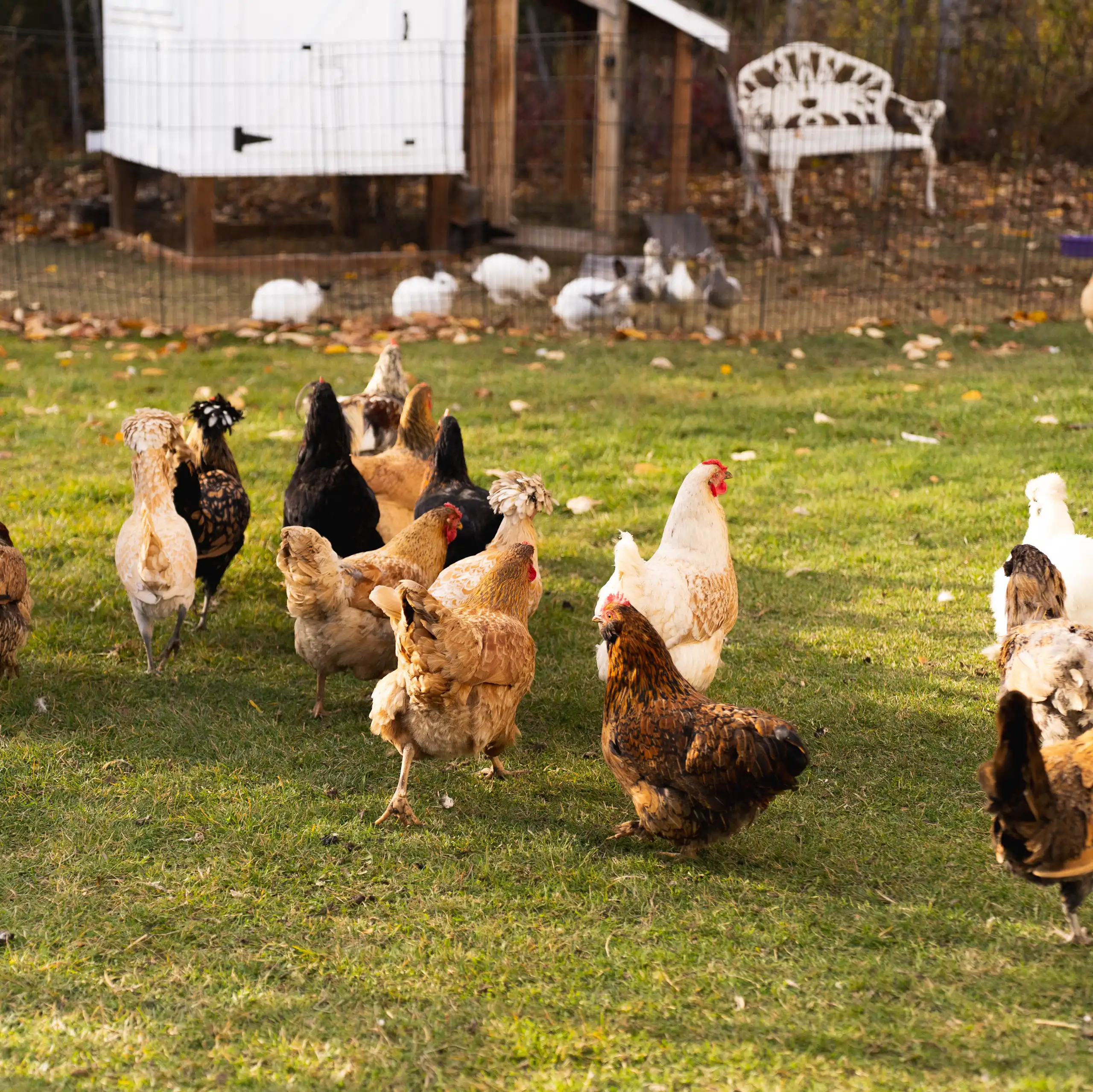 Des volailles en plein air