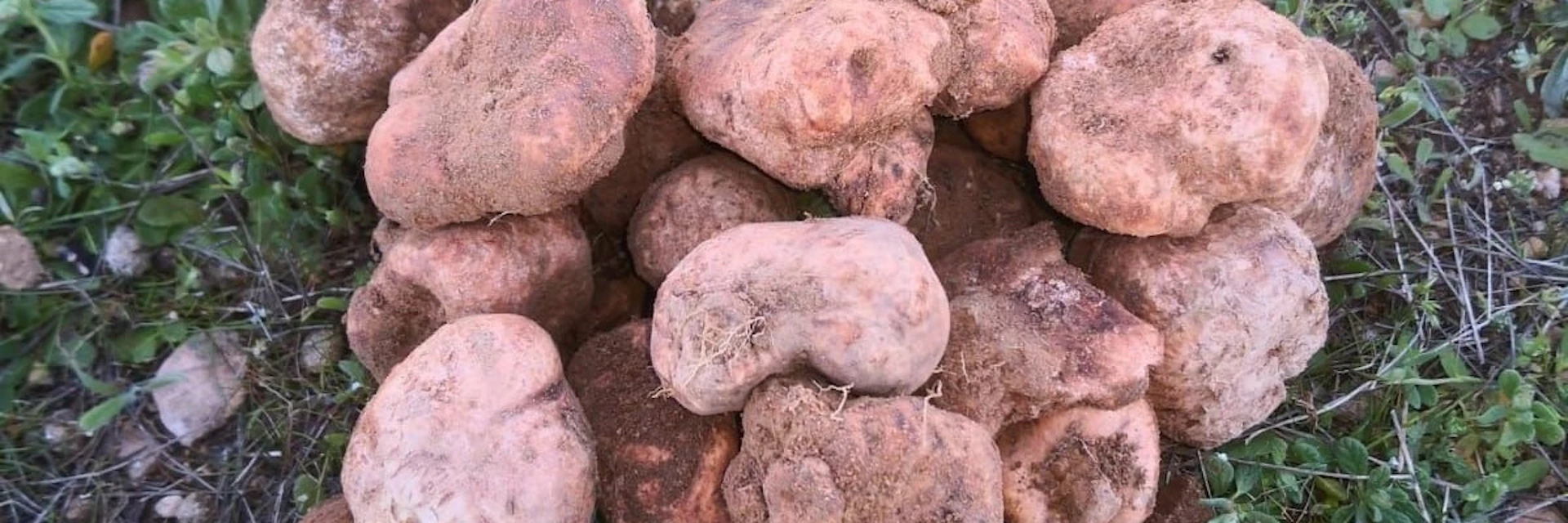 Trufa del desierto: el cultivo que regenera suelos áridos