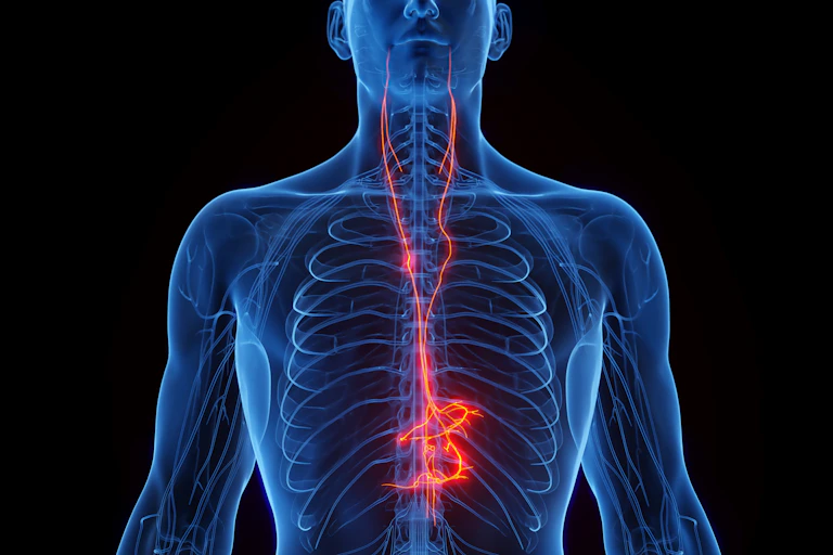 An illustration of the vagus nerve descending from the neck into the chest cavity of a person.