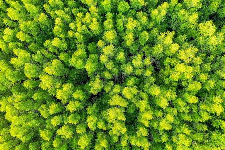 a forest of green trees seen from above