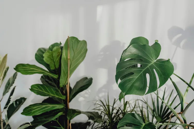 plants against a white wall