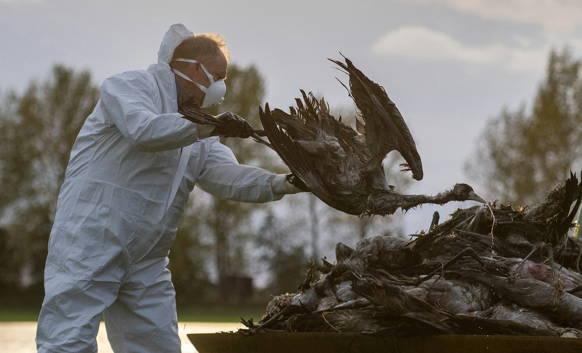 A high-risk bird flu strain is circling the globe. How prepared is NZ?