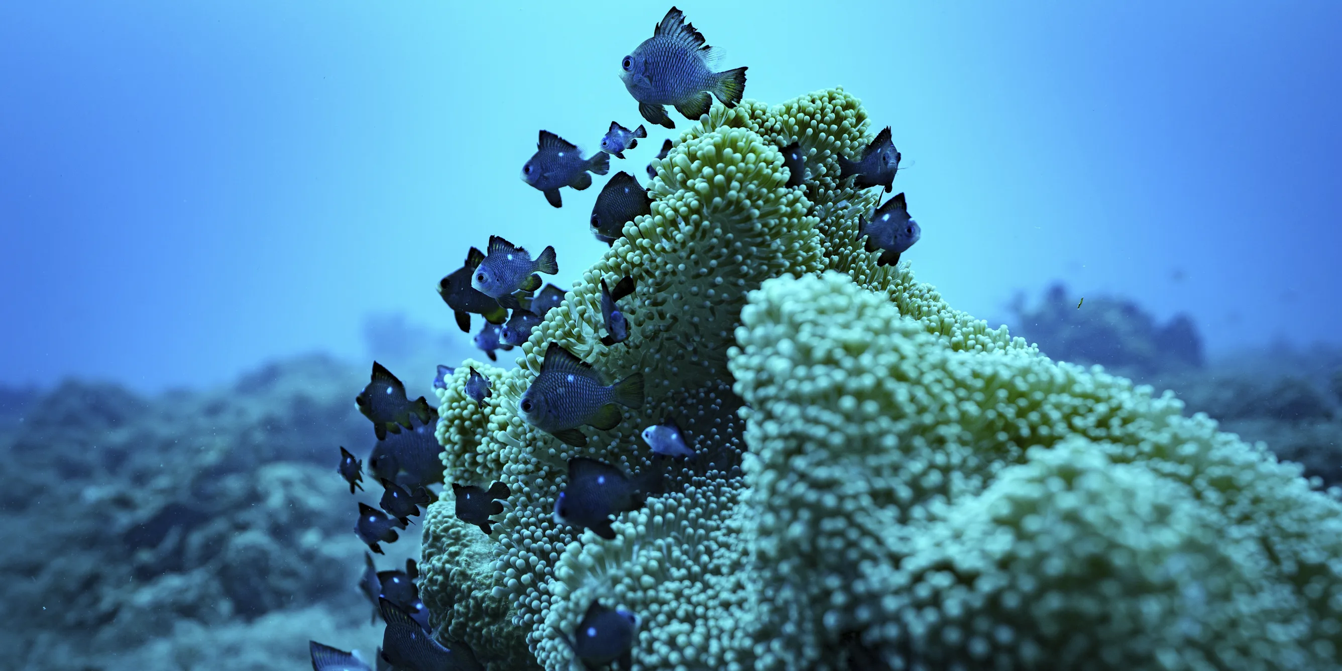 What does China’s host bid mean for the High Seas Treaty? What does China’s host bid mean for the High Seas Treaty?