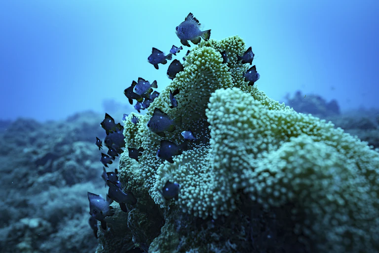 smal blue fish swim near coral in the sea