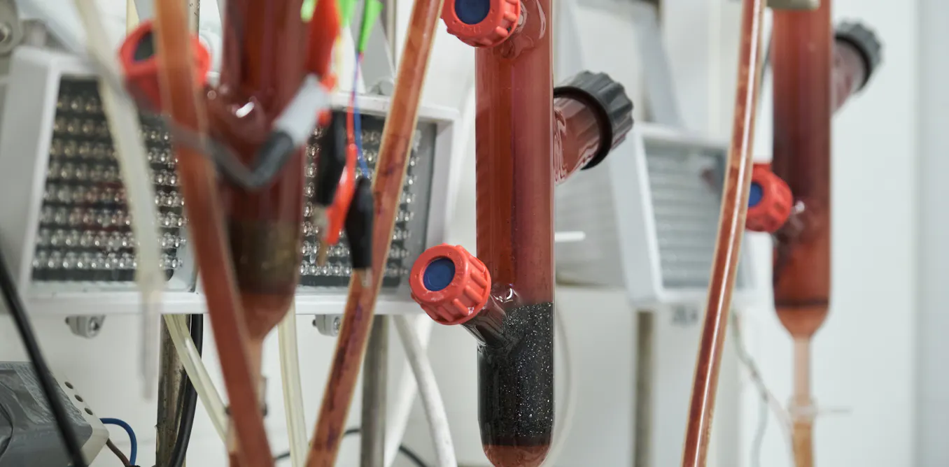 BACTERIAS PÚRPURAS: Alimento del futuro con energía eléctrica