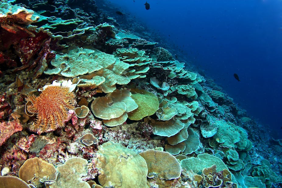 Coral reefs' physical conditions set biological rules of nature