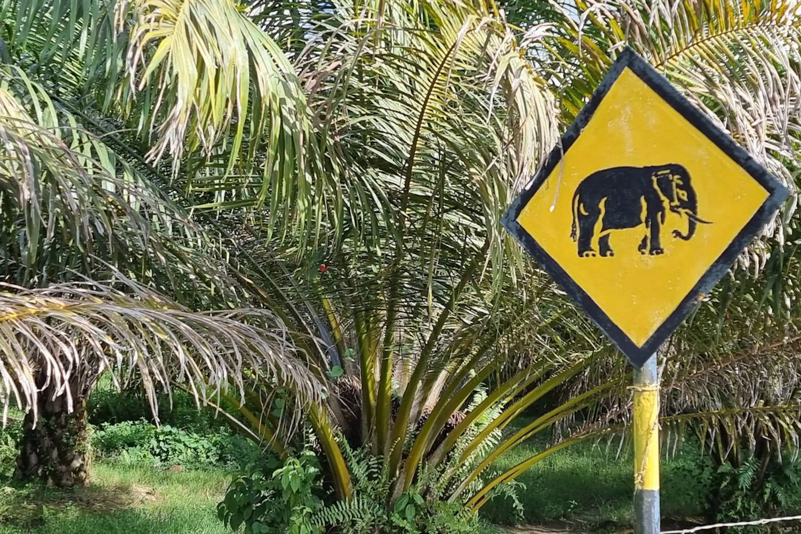 Les travaux d'agroécologie montrent qu'il est possible d'allier rendements et biodiversité.